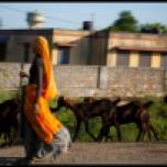 A woman in a colorful saree herds goats along a rural road between Delhi and Jaipur.